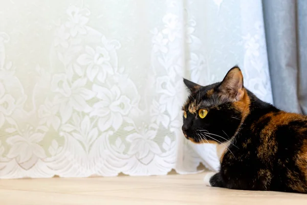 Gato Encuentra Por Una Cortina Blanca Interior — Foto de Stock