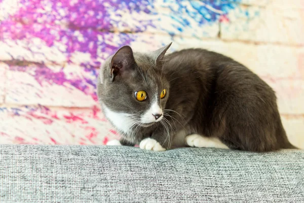 Gato Gris Mira Hacia Abajo Sorprendentemente Desde Parte Posterior Sofá —  Fotos de Stock