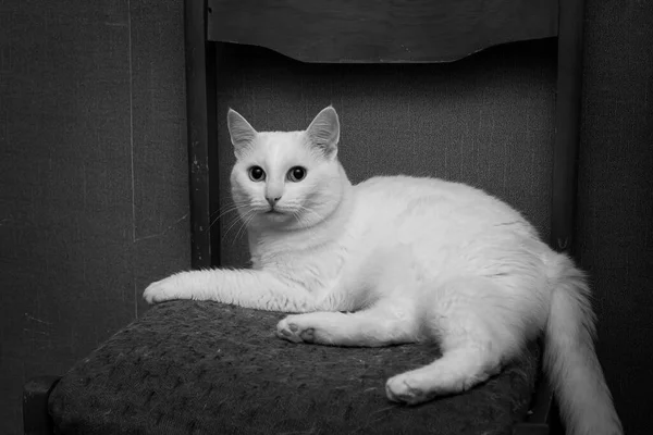 椅子の上の暗い古い部屋で黒と白の写真の白い猫 — ストック写真