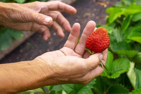 Big Ripe Garden Strawberry Hand Background Strawberry Bushes Farm — Stock Photo, Image
