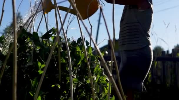 Egy Borsóágyat Locsolt Esténként Egy Forró Nyári Estén — Stock videók