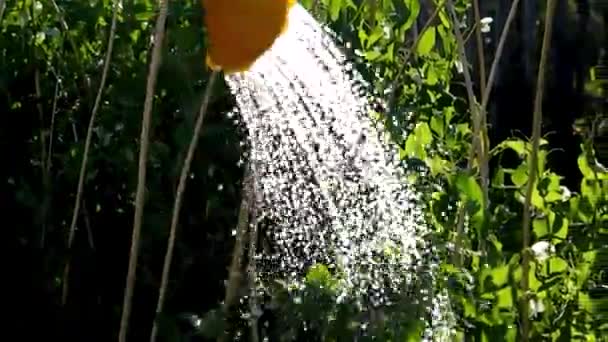 農家は夏の夜に散水缶からエンドウ豆を散水しています — ストック動画