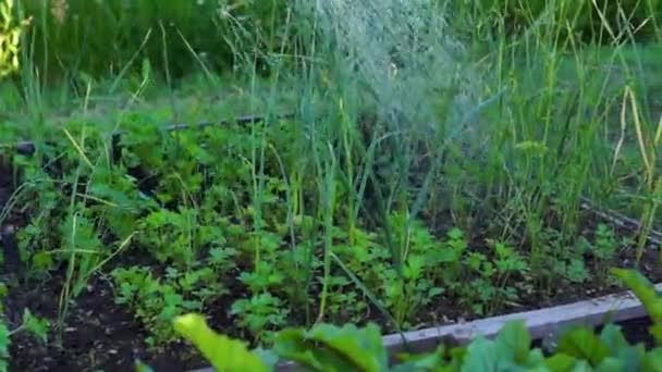 Полив Садовой Кровати Овощами Вечернее Время — стоковое видео
