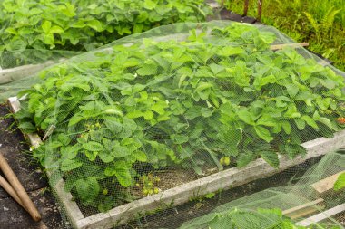 Kuşlar tarafından çilek çalınan ağlarla kaplı çiftlik yatakları.