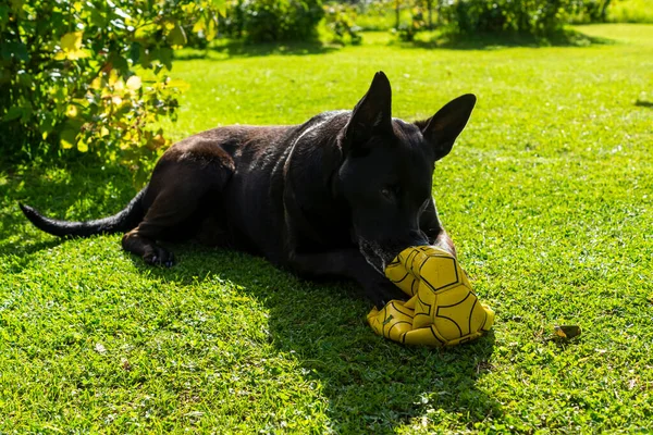 Yazın Yeşil Çimlerde Siyah Çoban Köpeği Futbol Topunu Kemiriyor — Stok fotoğraf