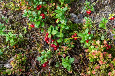 Yazın sonunda vahşi ormanda gerçek olgun yaban mersini.