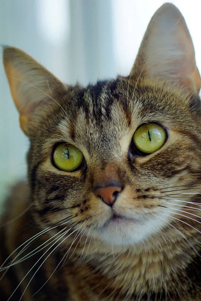 Vertical Portrait Beautiful Cat Big Expressive Eyes — Stock Photo, Image