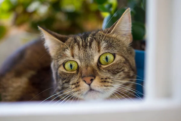 Retrato Gato Hermoso Con Ojos Alerta Expresiva — Foto de Stock