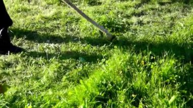 Köylü adam eski bir el tırpanla çimleri biçiyor.