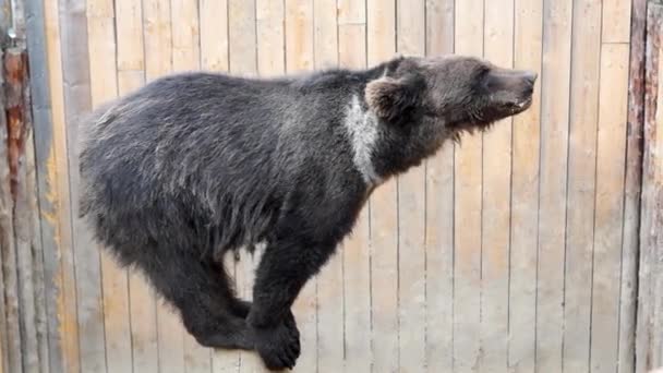 Oso Peluche Hábilmente Captura Sabrosos Bocadillos Pie Poste Madera — Vídeos de Stock