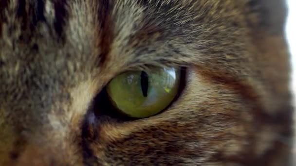 Vista Tempo Reale Bellissimo Occhio Gatto Verde Vicino — Video Stock