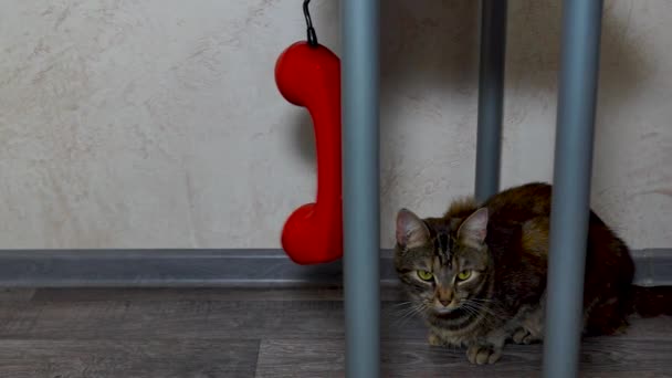 Hem Katt Och Retro Telefon Mottagare Gungor Kabel — Stockvideo