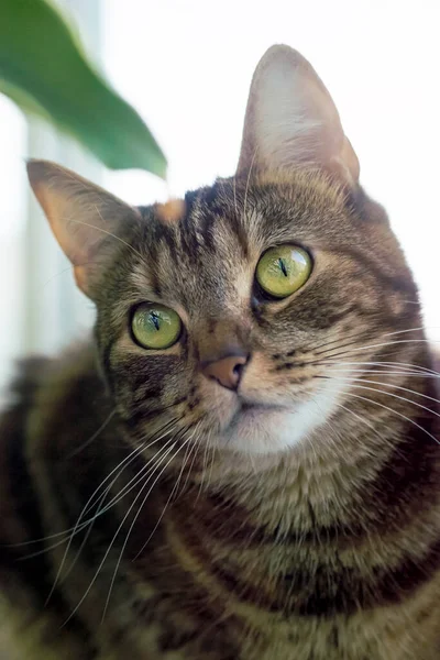 Vertical Portrait Cat Big Expressive Eyes — Stock Photo, Image