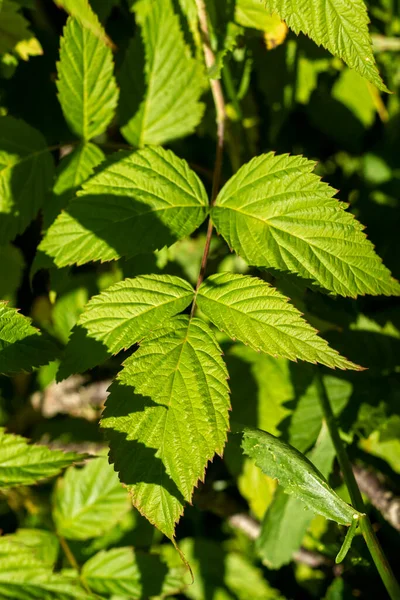 Fond Feuillage Vert Framboisier Vertical — Photo