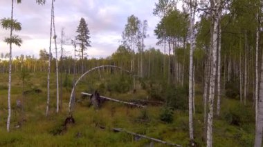 Gün batımında bataklıktaki yabani huş ağacı koruluğunun hava manzarası.