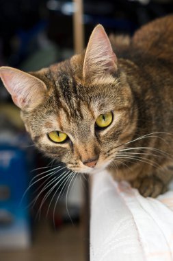 Güzel, anlamlı gözleri olan güzel bir kedinin dikey portresi.