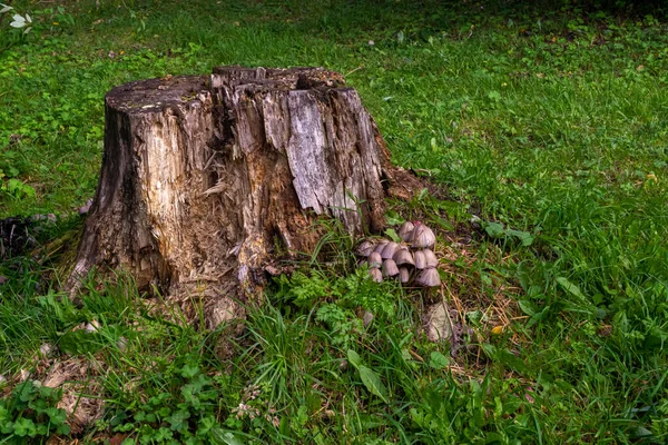 Nature Background Old Stump Family Mushrooms Grows — Stock Photo, Image