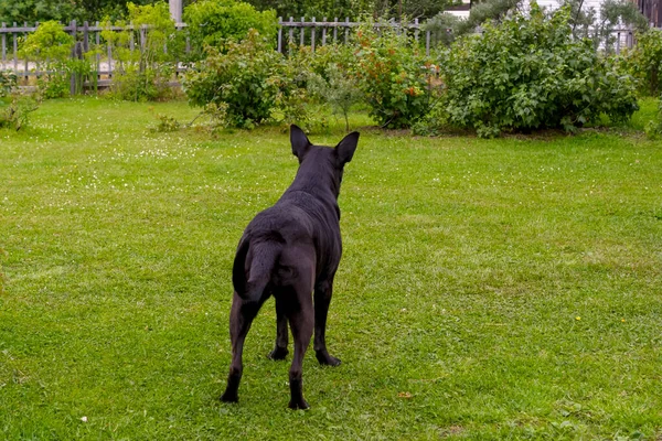 Schäferhund Bewacht Den Hof Vorsichtiger Haltung Auf Grünem Rasen — Stockfoto