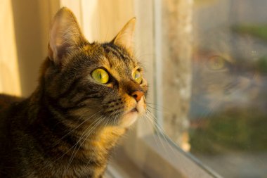 Pencere kenarındaki kedi portresi günbatımı ışığıyla aydınlatılıyor.