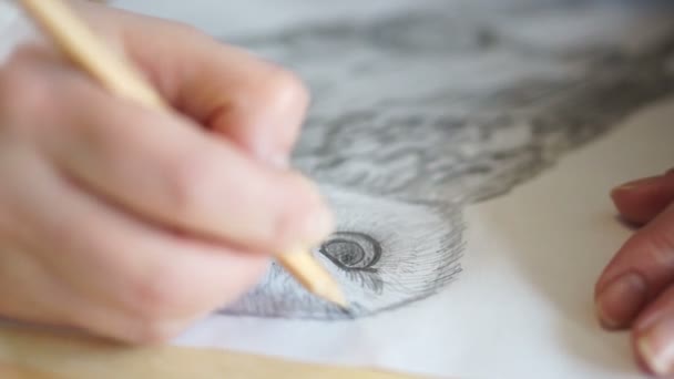 Олівець малює брови на сові — стокове відео