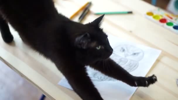 Kočka se táhne na stůl — Stock video