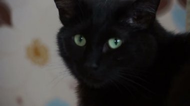 Kara kedi yüz