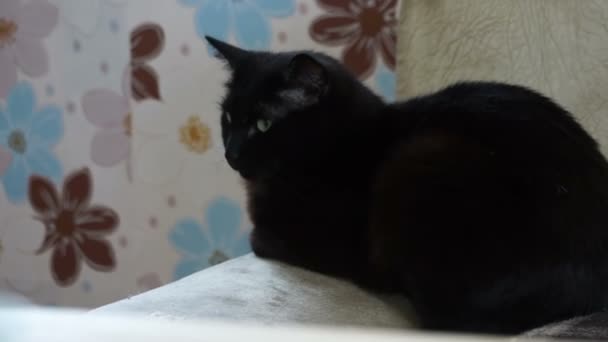 Black cat lying on the couch — Stock Video