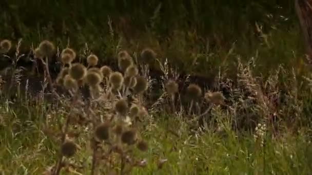 Runde Dornen, die im Wind schwanken — Stockvideo