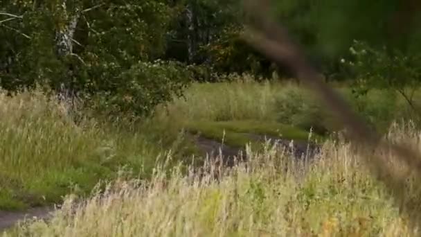 O vento sussurra a grama ao longo da estrada — Vídeo de Stock