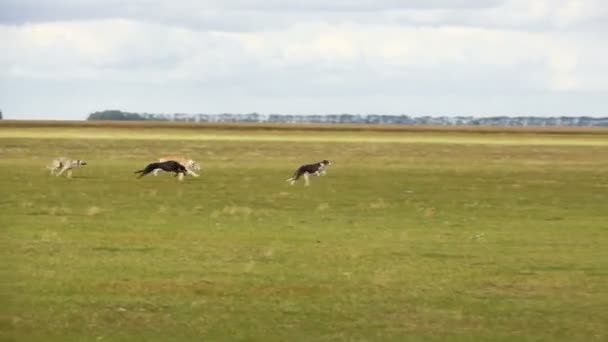 Greyhounds courir sur la course sur le terrain 