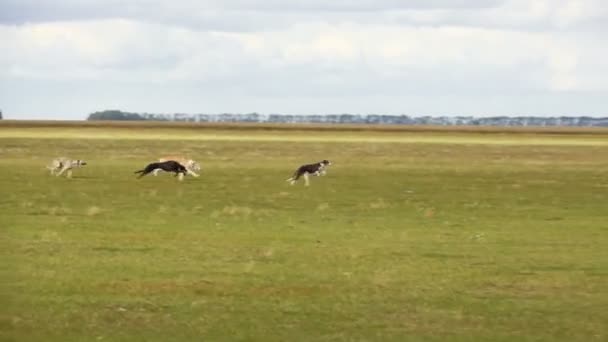 Greyhounds corriendo en la carrera de campo — Vídeo de stock