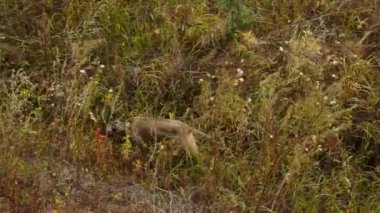 Two greyhounds walk in the tall grass
