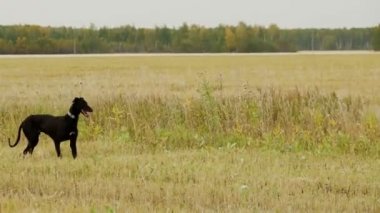 Black için tavşan tazı arıyor