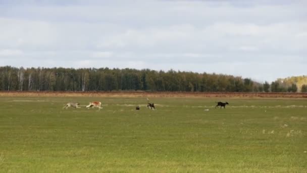 Greyhounds attrapé un chien raton laveur — Video