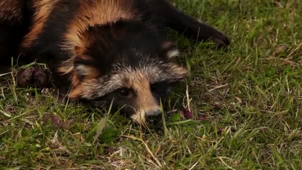 Wasbeerhond liggend op het gras — Stockvideo