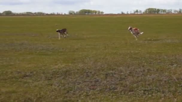 Deux lévriers se précipitent à travers le champ 