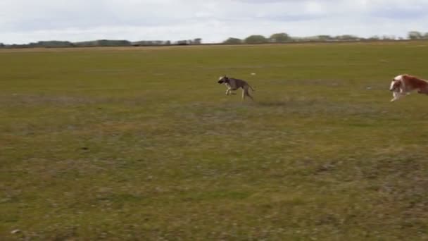 Dos galgos corren — Vídeo de stock