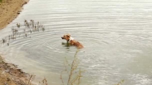 Borzoi perro nadando en el agua — Vídeo de stock