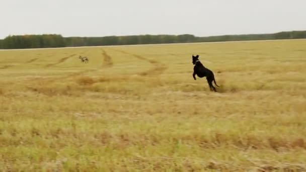 Windhunde rennen über das gereinigte Feld — Stockvideo