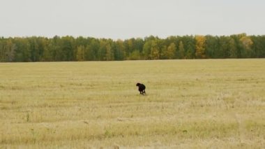 Siyah Greyhound gri köpek ile yakalar