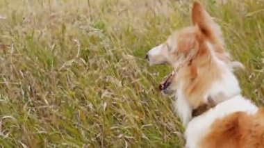 Rus Greyhound alanında görünüyor