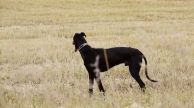 Siyah Greyhound alanında standları