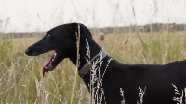 Uzun otların arasında siyah Greyhound standları — Stok video