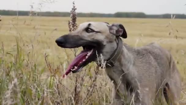 Cinza Greyhound fica na grama alta — Vídeo de Stock