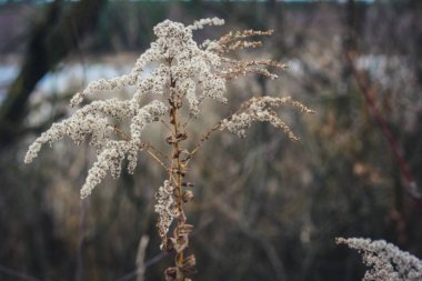 Kabarık beyaz çiçeklerle bitki