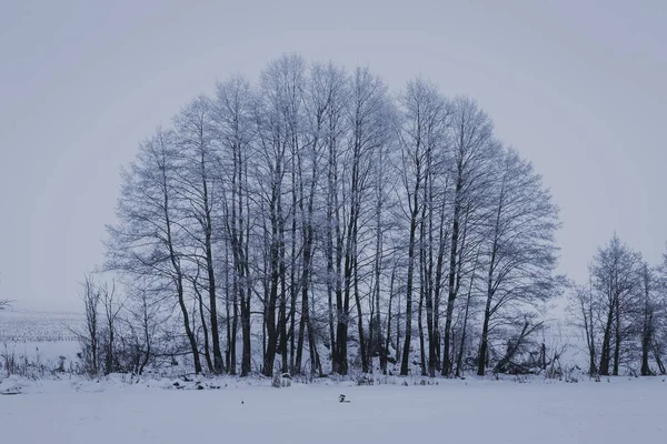 Paisagem Inverno Com Árvores — Fotografia de Stock