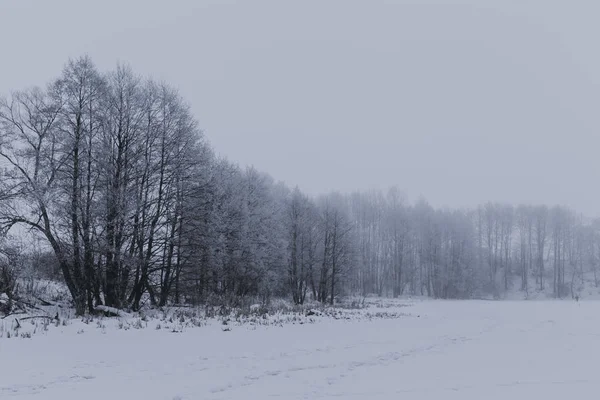 Paisagem Inverno Com Árvores — Fotografia de Stock