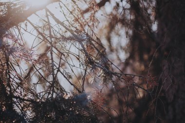 Gün batımında dalları yedim