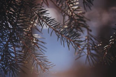 Gün batımında dalları yedim