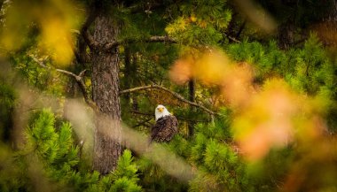 Çam ağacında bulunan mert, Oklahoma 2018 yılında Amerikan kel kartal tünemiş